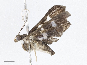  ( - CBG-A06219-D04)  @11 [ ] CreativeCommons - Attribution Share-Alike (2023) CBG Photography Group Centre for Biodiversity Genomics