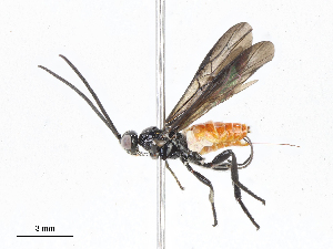  (Bracon Malaise340 - CBG-A06220-C07)  @11 [ ] CreativeCommons - Attribution Share-Alike (2023) CBG Photography Group Centre for Biodiversity Genomics