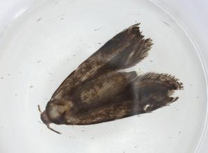  ( - CBG-A08066-A07)  @11 [ ] CreativeCommons - Attribution (2023) Centre for Biodiversity Genomics Centre for Biodiversity Genomics