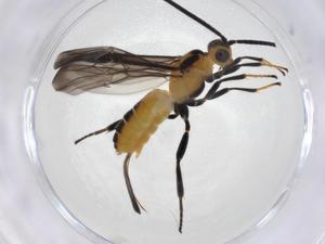  (Bracon Malaise4896 - CBG-A08069-D01)  @11 [ ] CreativeCommons - Attribution Share - Alike (2023) Centre for Biodiversity Genomics Centre for Biodiversity Genomics