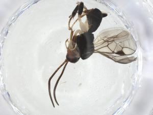  (Nealiolus Malasie2059 - CBG-A08080-C11)  @11 [ ] CreativeCommons - Attribution Share - Alike (2023) Centre for Biodiversity Genomics Centre for Biodiversity Genomics