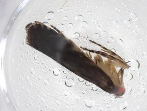  ( - CBG-A08081-G09)  @11 [ ] CreativeCommons - Attribution (2023) Centre for Biodiversity Genomics Centre for Biodiversity Genomics