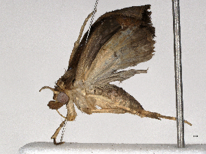  (Rivula Malaise8611 - CBG-A05433-E11)  @11 [ ] CreativeCommons - Attribution (2023) CBG Photography Group Centre for Biodiversity Genomics