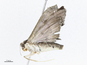  (spiloBioLep01 BioLep5174 - CBG-A05434-A02)  @11 [ ] CreativeCommons - Attribution (2023) CBG Photography Group Centre for Biodiversity Genomics