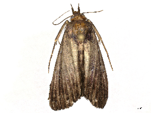  (Prosoparia Malaise7713 - CBG-A05441-C02)  @11 [ ] CreativeCommons - Attribution Share - Alike (2023) CBG Photography Group Centre for Biodiversity Genomics