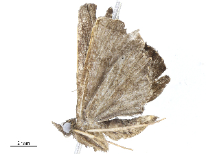  ( - CBG-A05441-D12)  @11 [ ] CreativeCommons - Attribution Share - Alike (2023) CBG Photography Group Centre for Biodiversity Genomics