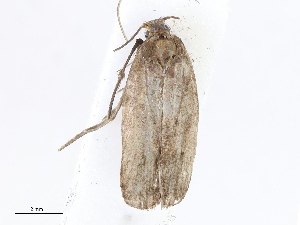  ( - CBG-A06263-F05)  @11 [ ] CreativeCommons - Attribution Share-Alike (2023) CBG Photography Group Centre for Biodiversity Genomics