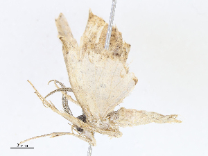  ( - CBG-A06265-E06)  @11 [ ] CreativeCommons - Attribution Share - Alike (2023) CBG Photography Group Centre for Biodiversity Genomics