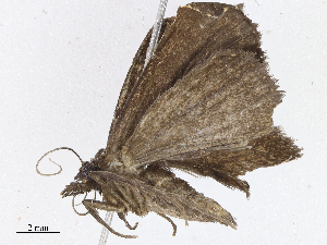  ( - CBG-A06265-F03)  @11 [ ] CreativeCommons - Attribution Share - Alike (2023) CBG Photography Group Centre for Biodiversity Genomics