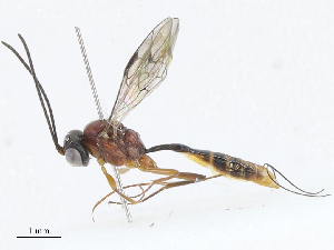  ( - CBG-A06267-C01)  @11 [ ] CreativeCommons - Attribution Share - Alike (2023) CBG Photography Group Centre for Biodiversity Genomics