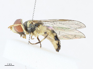  ( - CBG-A06269-C01)  @11 [ ] CreativeCommons - Attribution Share - Alike (2023) CBG Photography Group Centre for Biodiversity Genomics