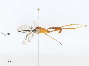  ( - CBG-A07080-E07)  @11 [ ] CreativeCommons - Attribution Share - Alike (2023) CBG Photography Group Centre for Biodiversity Genomics