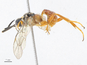  ( - CBG-A07080-F12)  @11 [ ] CreativeCommons - Attribution Share - Alike (2023) CBG Photography Group Centre for Biodiversity Genomics