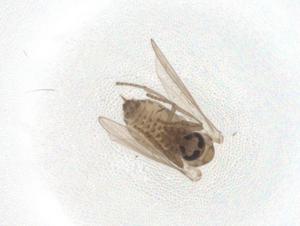  ( - CBG-A08312-G09)  @11 [ ] CreativeCommons - Attribution (2023) Centre for Biodiversity Genomics Centre for Biodiversity Genomics