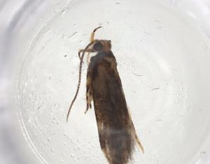  (gelMalaise01 Malaise8452 - CBG-A08322-H03)  @11 [ ] CreativeCommons - Attribution (2023) Centre for Biodiversity Genomics Centre for Biodiversity Genomics