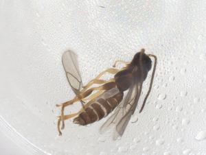  ( - CBG-A08323-B12)  @11 [ ] CreativeCommons - Attribution (2023) Centre for Biodiversity Genomics Centre for Biodiversity Genomics