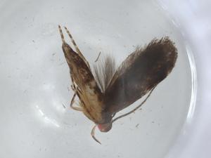  ( - CBG-A08332-C09)  @11 [ ] CreativeCommons - Attribution (2023) Centre for Biodiversity Genomics Centre for Biodiversity Genomics