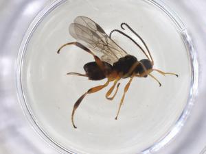  ( - CBG-A08334-H01)  @11 [ ] CreativeCommons - Attribution (2023) Centre for Biodiversity Genomics Centre for Biodiversity Genomics