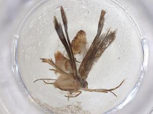  ( - CBG-A08554-D01)  @11 [ ] CreativeCommons - Attribution (2023) Centre for Biodiversity Genomics Centre for Biodiversity Genomics