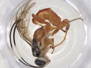  ( - CBG-A08563-B04)  @11 [ ] CreativeCommons - Attribution (2023) Centre for Biodiversity Genomics Centre for Biodiversity Genomics