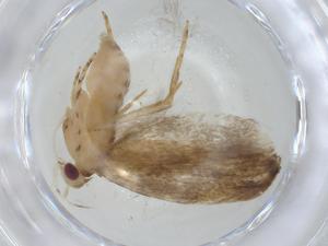  ( - CBG-A08581-E10)  @11 [ ] CreativeCommons - Attribution (2023) Centre for Biodiversity Genomics Centre for Biodiversity Genomics