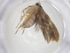  ( - CBG-A08582-H11)  @11 [ ] CreativeCommons - Attribution Share - Alike (2023) Centre for Biodiversity Genomics Centre for Biodiversity Genomics