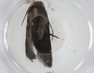  (gelMalaise01 Malaise8453 - CBG-A08597-D11)  @11 [ ] CreativeCommons - Attribution Share - Alike (2023) Centre for Biodiversity Genomics Centre for Biodiversity Genomics