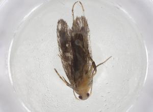  ( - CBG-A08610-E11)  @11 [ ] CreativeCommons - Attribution Share - Alike (2023) Centre for Biodiversity Genomics Centre for Biodiversity Genomics