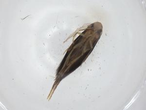  ( - CBG-A08629-C09)  @11 [ ] CreativeCommons - Attribution Share - Alike (2023) Centre for Biodiversity Genomics Centre for Biodiversity Genomics