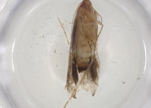  ( - CBG-A08642-G02)  @11 [ ] CreativeCommons - Attribution Share - Alike (2023) Centre for Biodiversity Genomics Centre for Biodiversity Genomics