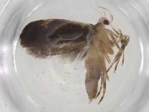  ( - CBG-A08642-G04)  @11 [ ] CreativeCommons - Attribution Share - Alike (2023) Centre for Biodiversity Genomics Centre for Biodiversity Genomics