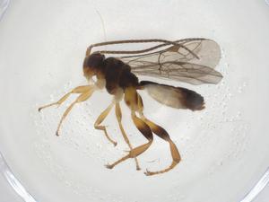  ( - CBG-A08646-D03)  @11 [ ] CreativeCommons - Attribution Share - Alike (2023) Centre for Biodiversity Genomics Centre for Biodiversity Genomics