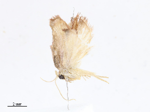  ( - CBG-A08727-G01)  @11 [ ] CreativeCommons - Attribution Share - Alike (2023) CBG Photography Group Centre for Biodiversity Genomics