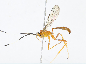  ( - CBG-A08728-C10)  @11 [ ] CreativeCommons - Attribution Share - Alike (2023) CBG Photography Group Centre for Biodiversity Genomics