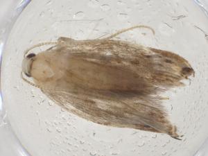  ( - CBG-A09653-G08)  @11 [ ] CreativeCommons - Attribution (2023) Centre for Biodiversity Genomics Centre for Biodiversity Genomics