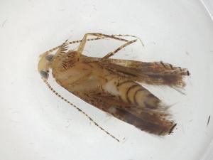  ( - CBG-A09655-A06)  @11 [ ] CreativeCommons - Attribution (2023) Centre for Biodiversity Genomics Centre for Biodiversity Genomics