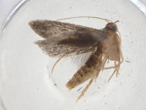  ( - CBG-A09682-D06)  @11 [ ] CreativeCommons - Attribution Share - Alike (2023) Centre for Biodiversity Genomics Centre for Biodiversity Genomics