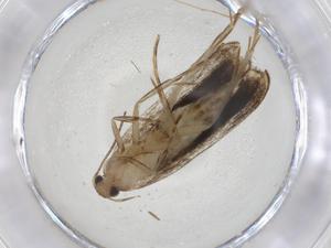  ( - CBG-A09711-C06)  @11 [ ] CreativeCommons - Attribution Share - Alike (2023) Centre for Biodiversity Genomics Centre for Biodiversity Genomics