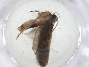  ( - CBG-A09711-G01)  @11 [ ] CreativeCommons - Attribution Share - Alike (2023) Centre for Biodiversity Genomics Centre for Biodiversity Genomics