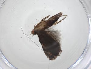  (gelMalaise01 Malaise7299 - CBG-A35826-F01)  @11 [ ] CreativeCommons - Attribution Share - Alike (2024) Centre for Biodiversity Genomics Centre for Biodiversity Genomics