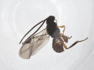  ( - CBG-A35832-A07)  @11 [ ] CreativeCommons - Attribution Share - Alike (2024) Centre for Biodiversity Genomics Centre for Biodiversity Genomics