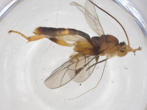  ( - CBG-A35846-D06)  @11 [ ] CreativeCommons - Attribution Share - Alike (2024) Centre for Biodiversity Genomics Centre for Biodiversity Genomics