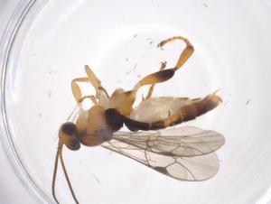  ( - CBG-A36493-H05)  @11 [ ] CreativeCommons - Attribution Share - Alike (2024) Centre for Biodiversity Genomics Centre for Biodiversity Genomics