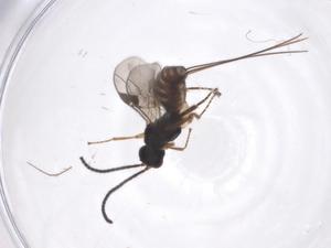  (Eubazus Malaise7679 - CBG-A36493-H10)  @11 [ ] CreativeCommons - Attribution Share - Alike (2024) Centre for Biodiversity Genomics Centre for Biodiversity Genomics