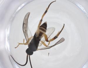  ( - CBG-A36519-D10)  @11 [ ] CreativeCommons - Attribution Share - Alike (2024) Centre for Biodiversity Genomics Centre for Biodiversity Genomics