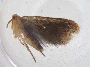  ( - CBG-A36532-C07)  @11 [ ] CreativeCommons - Attribution Share - Alike (2024) Centre for Biodiversity Genomics Centre for Biodiversity Genomics