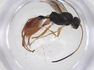  ( - CBG-A37973-C05)  @11 [ ] CreativeCommons - Attribution Share - Alike (2024) Centre for Biodiversity Genomics Centre for Biodiversity Genomics