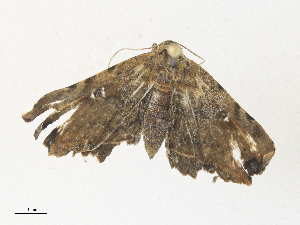  ( - CBG-A38412-A05)  @11 [ ] CreativeCommons - Attribution Share - Alike (2024) CBG Photography Group Centre for Biodiversity Genomics