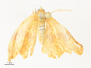  ( - CBG-A38413-B08)  @11 [ ] CreativeCommons - Attribution Share - Alike (2024) CBG Photography Group Centre for Biodiversity Genomics