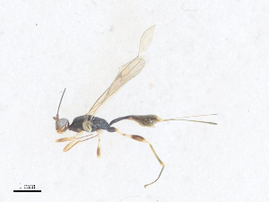  ( - CBG-A38414-F12)  @11 [ ] CreativeCommons - Attribution Share - Alike (2024) CBG Photography Group Centre for Biodiversity Genomics